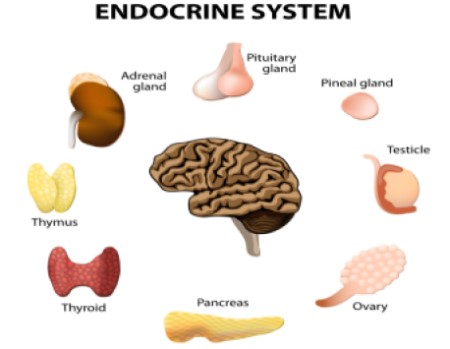 Endocrine System